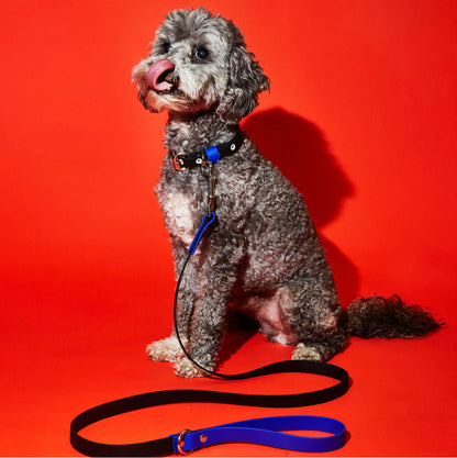 Ware of the Dog New York - Black & Royal Blue Dog Collar & Lead Set