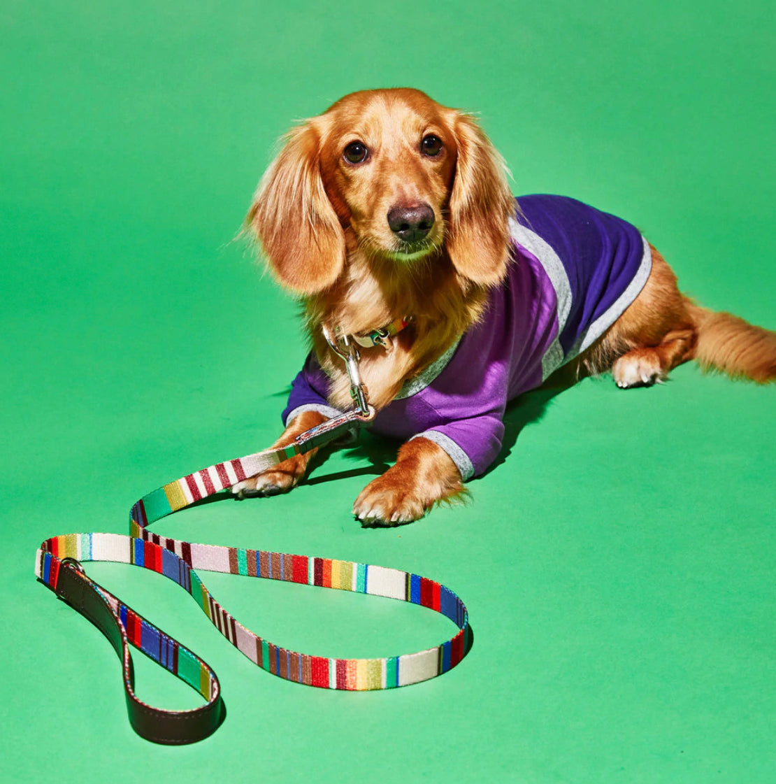 Ware of the Dog New York - Lavender/Burgandy Multi Striped Webbed Dog Collar & Lead Set